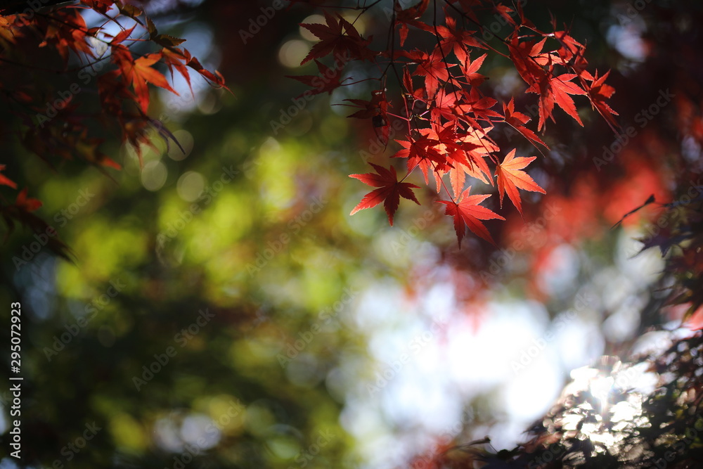 紅葉と木漏れ日 紅葉と木漏れ日