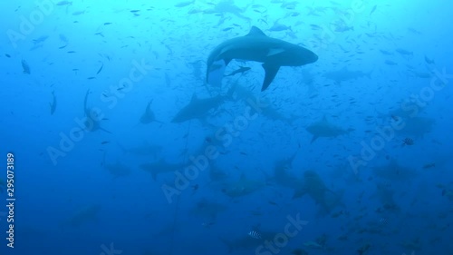Bull Shark, Carcharhinus leucas feeding in Pacific harbour Fiji
