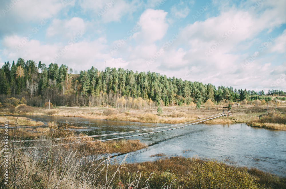 Obraz premium forest river in the summer