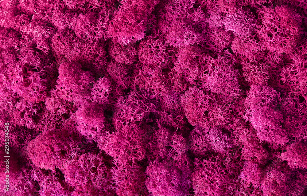 Fototapeta premium Macro of pink decorative moss texture