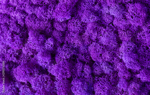 Macro of violet decorative moss texture