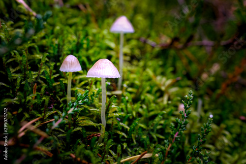 Mushrooms on moss in green forest