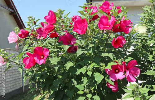Mallow flowers in the garden