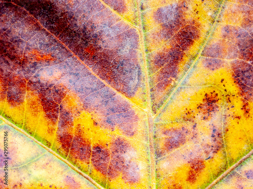 Detail of a leaf fallen from a horse-chestnut tree in autumn, with visible textures and warm colors all over the background.