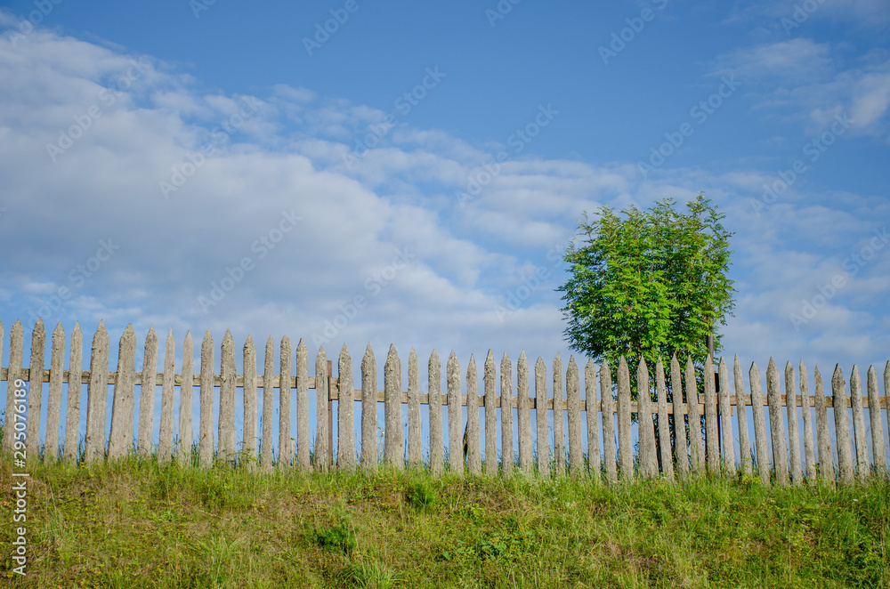 the fence and tree