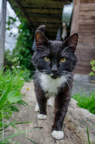 black cat