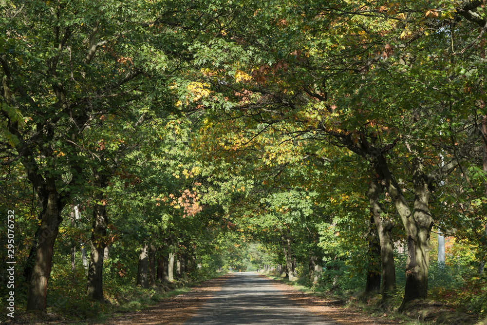 Naklejka premium Dębowa aleja.