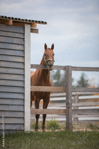 Fényképezés horse standing in paddock near shelter in autumn