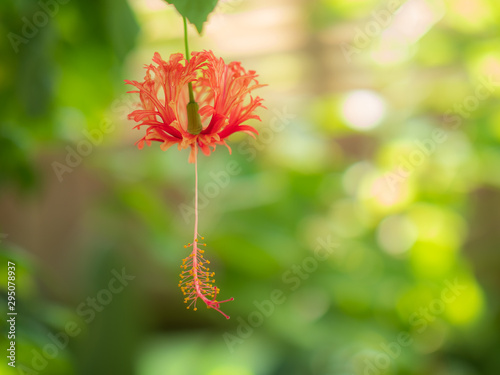 赤く垂れ下がるフウリンブッソウゲの花 © 正人 竹内