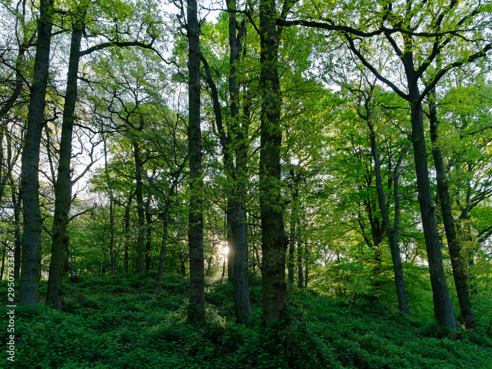 Rotbuchenwald mit Naturverjüngung