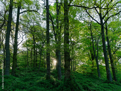 Rotbuchenwald mit Naturverj  ngung