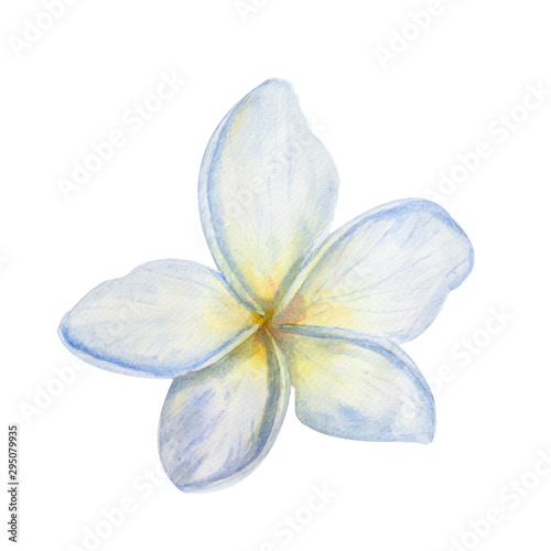 Blossom white flower on white background, watercolor hand drawn illustrator