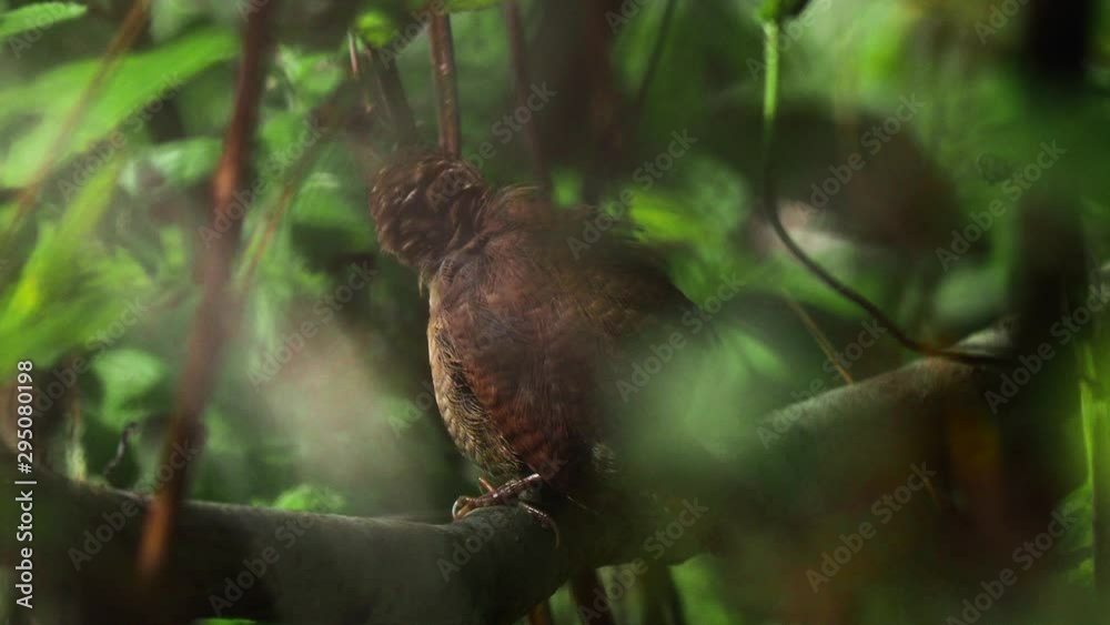 Eurasian wren in forest