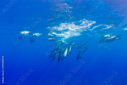 Dolphin pod diving down from surface of ocean