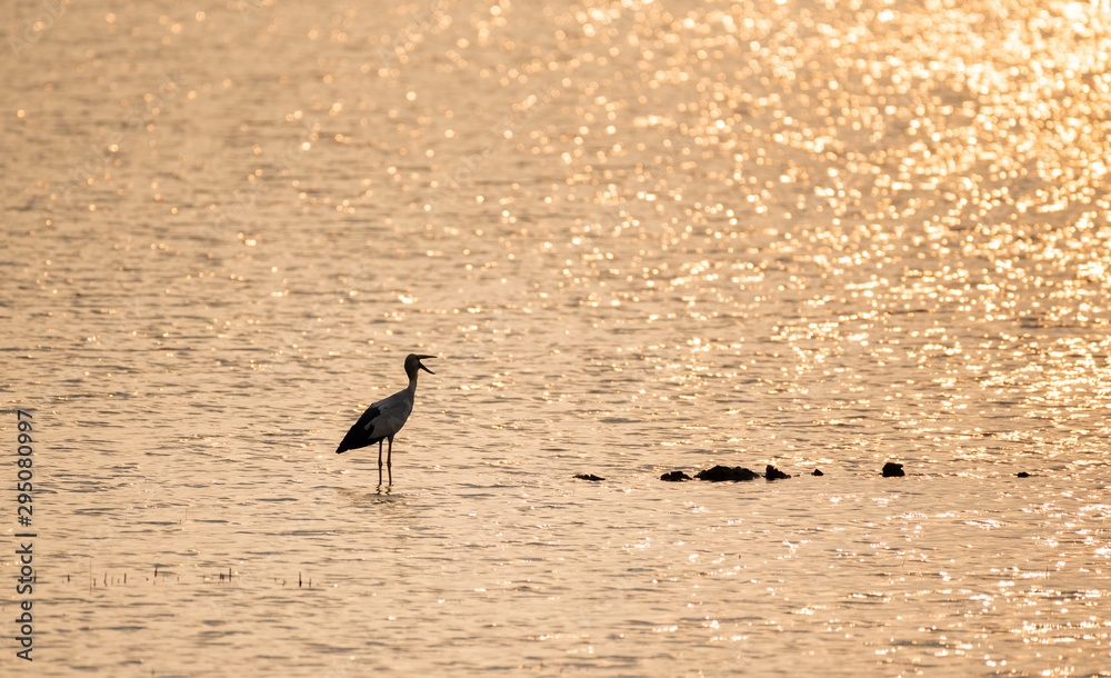 Fototapeta premium Bird in golden reflection of sunset light on rippling water of wave.