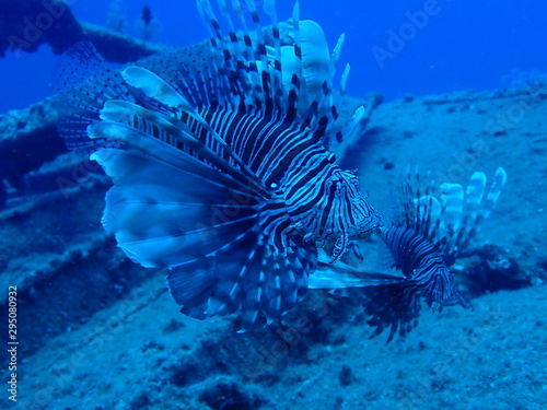 Lion Fish