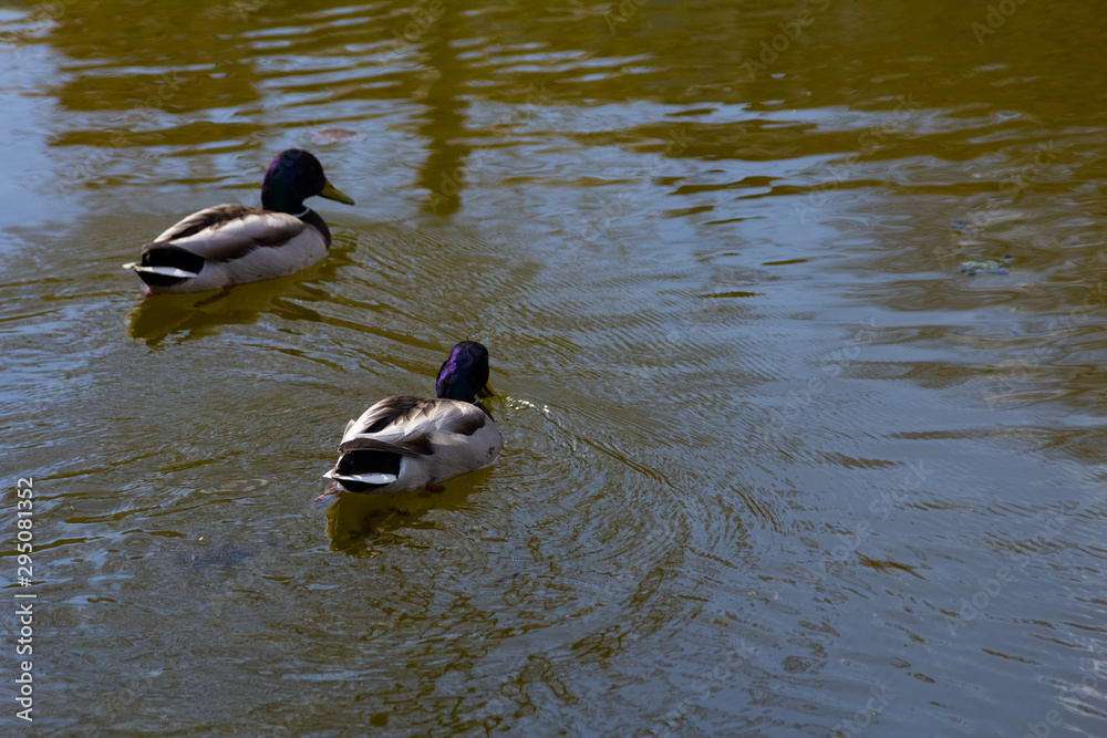Fototapeta premium Two Ducks Swim In The Lake