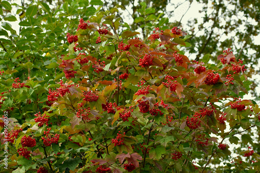 Red viburnum growing in the autumn in the forest.