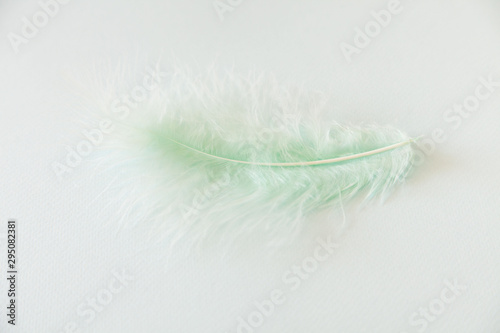 Fluffy feathers on pale teal blue background. Color Trends. Pastel turquoise and green color