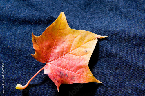 Herbstblatt Ahorn 1