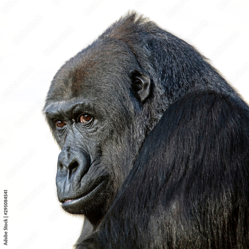 gorilla portrait in nature view gorilla portrait in nature view