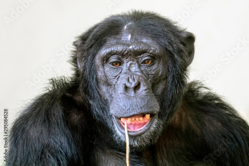 Chimpanzee portrait in nature view © Edwin Butter