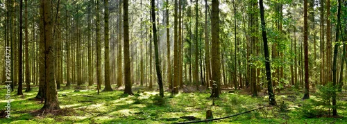 Panel kuchenny z motywem Beautiful forest with moss-covered soil and sunbeams through the trees