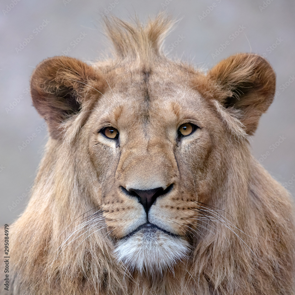 A beautiful young male lion portrait view