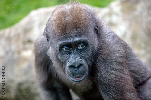 A young female gorilla close up © Edwin Butter