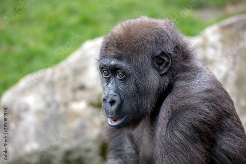 A young female gorilla close up