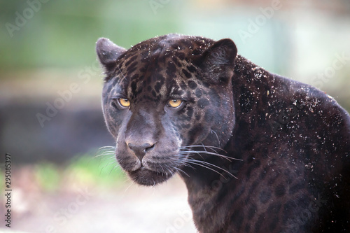 A young black jaguar portrait
