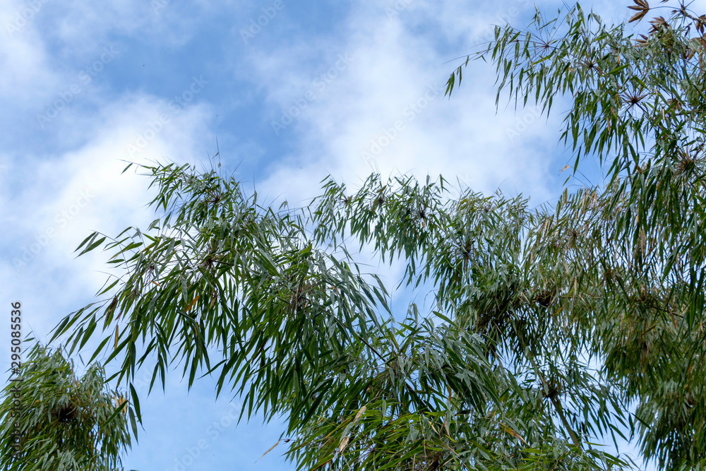 Fototapeta premium Green bamboo with blue sky background