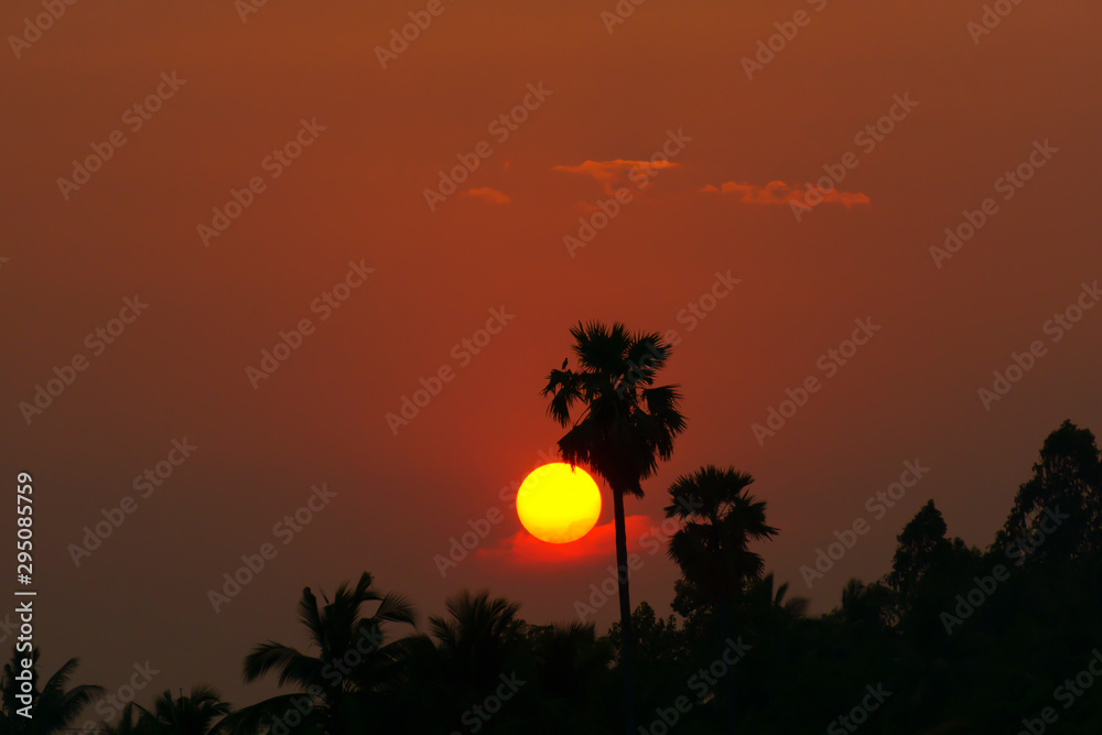 Obraz premium sunset in the coconut tree