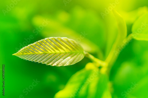 close up leaf of tree in garden green background