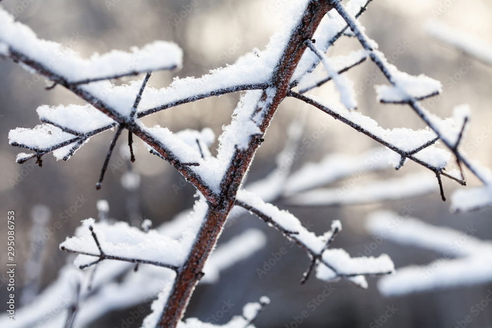 Snow covered tree branches. Winter park cold cold weather scene. Shallow depth of field