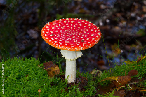 Fly agaric, Amanita muscaria, a white-dotted and white-gilled toxic mushroom
