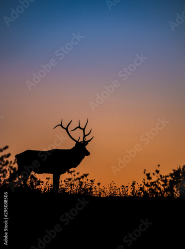Elk Silhouette at Sunset  © Harry Collins