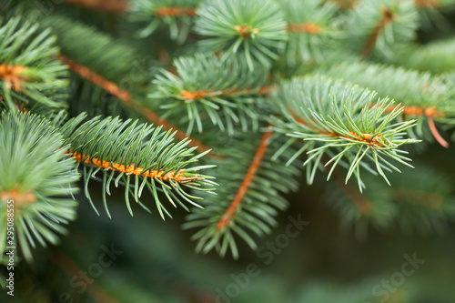 Fairytale spruce tree branches forest nature landscape. Christmas background holiday symbol evergreen tree with needles. Shallow depth of field