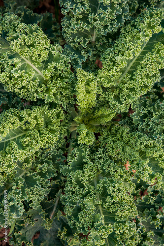 Fototapeta Naklejka Na Ścianę i Meble -  Organic background. Fresh photo of cabbage kale grows on a garden bed. Nutrition picture of a healthy diet.
