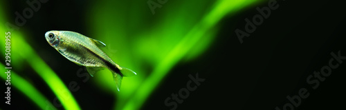 Panoramic aquarium still life scene, macro view exotic fish Silver Tipped Tetra. Freshwater aquarium tank with green plants on black background. copy space. photo