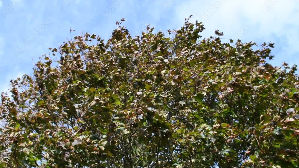 4K video of colorful autumnal leaves on tree moving in the wind. Windy day in England, UK. Blue sky in the background. Nature scene full hd video. 4K video of colorful autumnal leaves on tree moving in the wind. Windy day in England, UK. Blue sky in the background. Nature scene full hd video.