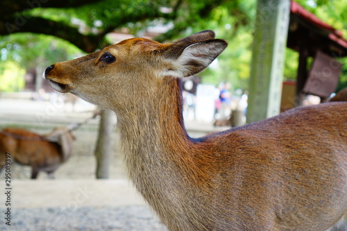 奈良県の鹿