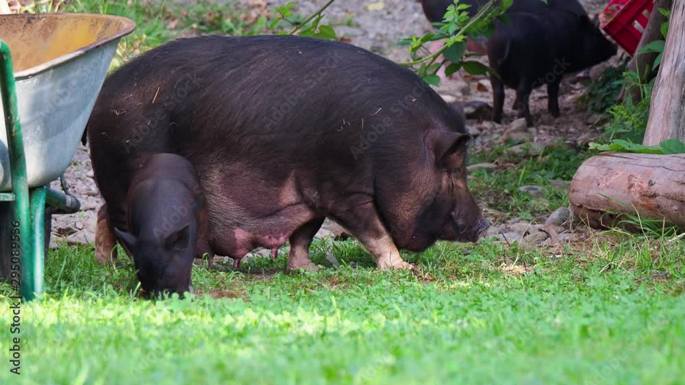 Big black pig graze on the green grass Big black pig graze on the green grass