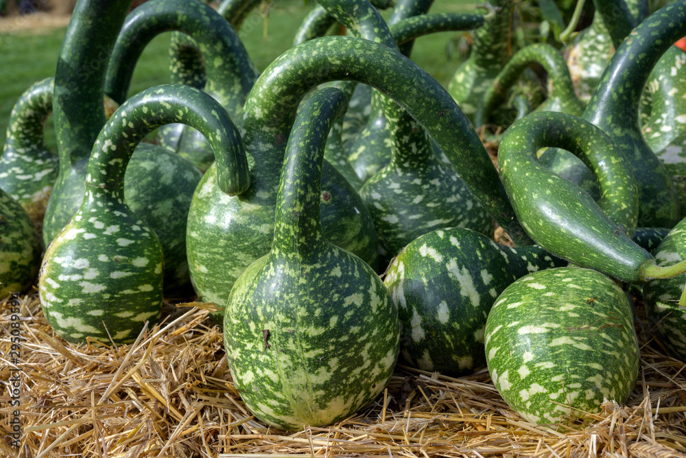 Ταπετσαρία calabash or bottle gourds  of the variety cobra (cucurbita lagenaria) with a lon