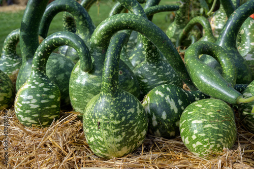 calabash or bottle gourds  of the variety cobra (cucurbita lagenaria) with a long curved neck, decorative ornamental fruits for sale on a farmers market, selected focus photo