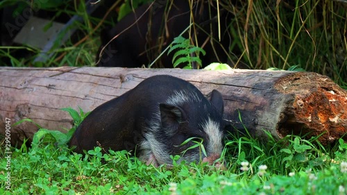 Black piglet grazing in grass photo