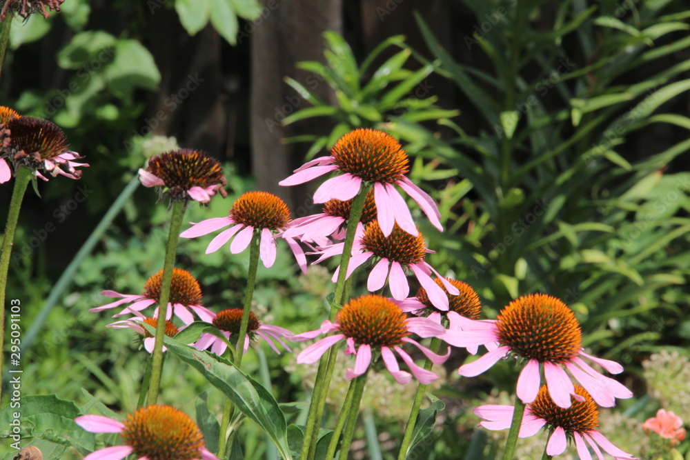 pink flowers pink flowers