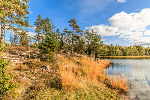 Sunny landscape of Swedish lake during sunset surrounded with coniferous forests in the golden light of the setting sun with blue sky with scattered clouds