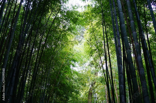 嵐山 竹林の道