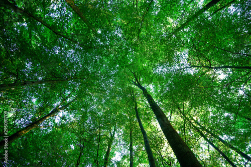 Baumkronen im Wald